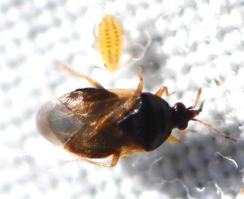 Réf. 348 886 : Orius sp.